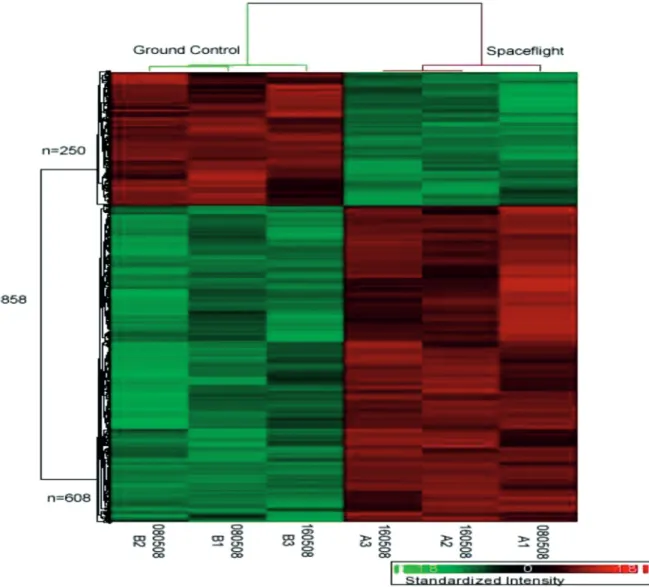 Figure 1: Hierarchical clustering of 858 differentially expressed genes which were differentially expressed (p-value ≤ 0.05, fold change ≥ ± 2) between space flown and ground control samples