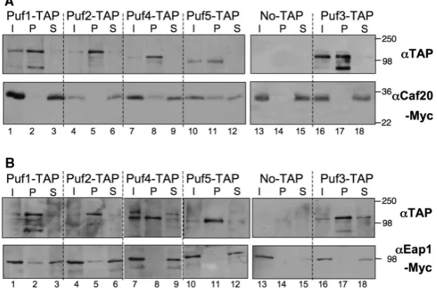 Figure 6. Speciﬁc PUF protein 4E-BP complexes are isolated from cells. Afﬁnity chromatography purifying indicated PUF–TAP complexes fromanti-protein A (cells bearing the indicated TAP-tagged PUF protein or an untagged control and Myc tagged (A) Caf20p or (
