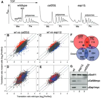 Figure 1. Widespread translational changes are associated with each 4E-BP deletion. (on thealtered (in parenthesis) and the overlap between data sets