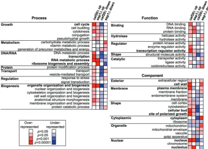 Figure 3. Functional classiﬁcation of regulated mRNAs. Yeast ‘GO Slim’ summary of signiﬁcantly enriched and under-represented gene Ontologyclasses calculated using the hypergeometric distribution (performed at www.yeastgenome.org), see Supplementary Table 