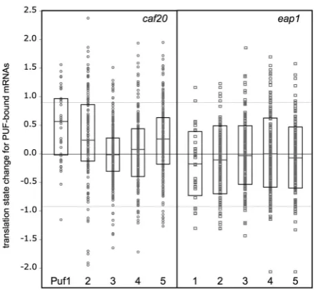 Figure 5. Translation state change for Puf1-5p associated mRNAs ineap1lower quartiles are indicated by the box-plot
