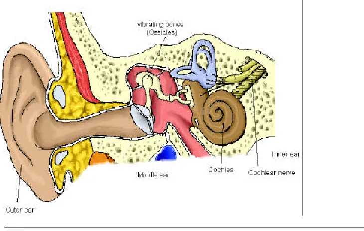 Figure 1 The outer, middle and inner ear of a human. Showing Ossicles, Cochlea and nerve leading to brain