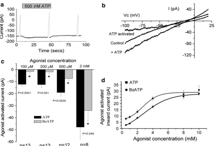 Fig. 1 Effect of different concentrations of ATP and BzATP. Clamppotential was held at -100 mV