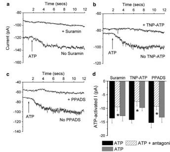 Fig. 3 Effect of antagonists onthe 500 lM ATP-activatedcurrent. Cells were held at-100 mV and then exposed to500 lM ATP in the absence andthen the presence of theantagonist
