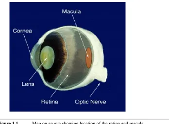 Figure 1.1Map on an eye showing location of the retina and macula