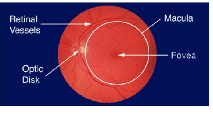 Figure 2.1 Fundus image of the retina showing the macula area
