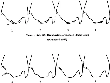 Figure 8.15: Schematic Drawings of Caprine Distal Tibia