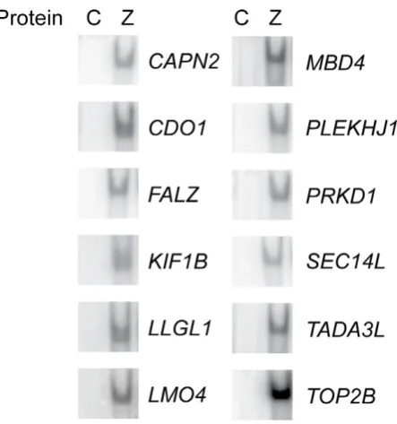 Figure 4. Analysis of the RpZRE3 core element flanking sequence. (a) A Position Weight Matrix (PWM), created using the probe sequences ofthe dataset RpZRE3-promoter-18.doi:10.1371/journal.pone.0009443.g004