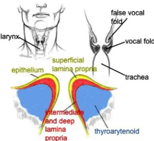 Figure 14. Human vocal folds. 