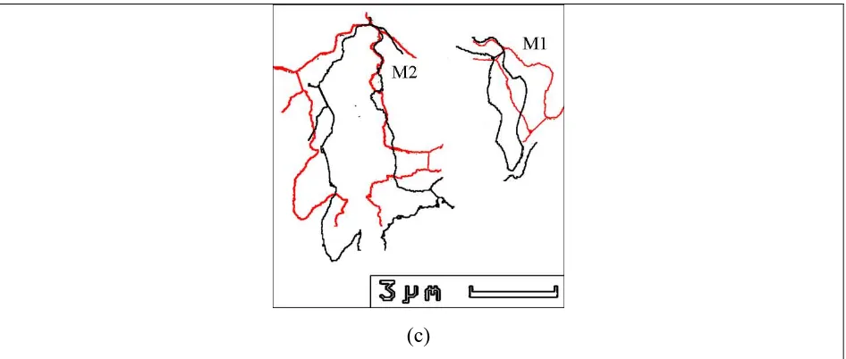 Fig. 7. Highlighted martensite islands in the (a) undeformed and (b) deformed microstructures and (c) superimposition of the boundaries for quantification of the phase elongation 