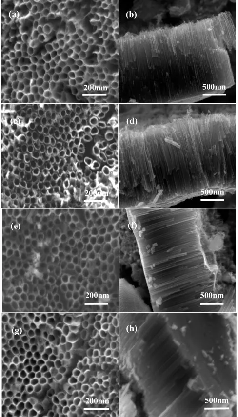 Fig. 2 SEM images of the TiO2 nanotubes arrays; (a) overview of TNT; (b) side view of TNT; (c) 