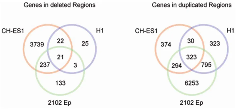 Figure 2. The number of genes in CH-ES1, 2102Ep and H1 lines in either deleted or duplicated regions