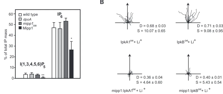 Figure 3. Elevated expression of Mipp1 and IP3of wild type,expressing IpkA1 and IpkB during chemotaxis in 7 mM LiCl