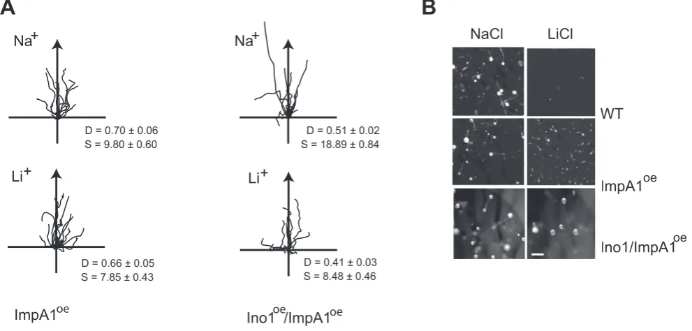 Figure 5. Increased ino1both ImpA1and ino1 undergoing chemotaxis in 7 mM NaCl or LiCl