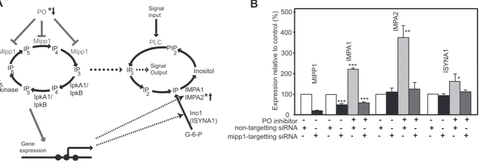 Figure 6. PO regulates expression of human IMPA1, IMPA2 and ISYNA1 genes. A, A diagram to illustrate the gene regulatory network