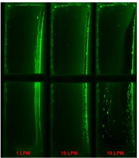 Fig. 8. Images of the inlet side of the membrane during backflow for two bubbling intensities