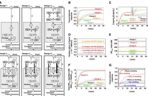 Figure 2The expected performance of six different network designs for NR signaling. (import and export ﬂuxes) but not the time course of import ﬂux alone