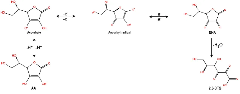 Figure 1. Degradation of ascorbic acid (AA) to dehydroascorbic acid (DHA) and 2,3-