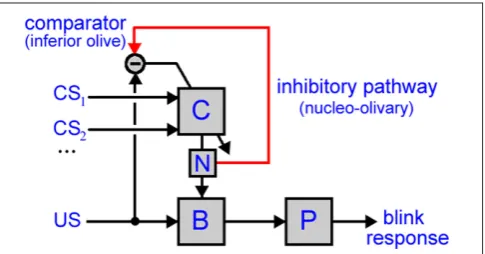 Figure 1 | Model of cerebellar role in classical conditioning. The model used in this paper has two anatomical pathways: (i) the direct pathway, with the US driving premotor sites in the brainstem (B) that then drive the eyeblink motor plant (P) to produce