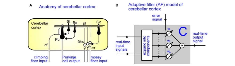 Figure 2 | Adaptive filter model of cerebellar cortex. (A) Anatomy of cerebellar cortex: Mossy fiber inputs (mf) pass through the granule-Golgi cell layer (Grc-Go) to be distributed along parallel fibers (pf), which synapse directly on the Purkinje cells (