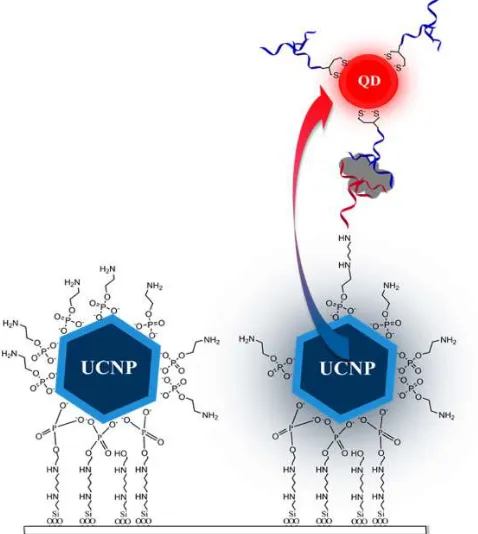 Figure 6. Schematic showing immobilization of PEA-UCNP on aldehyde functionalised coverslip and use in the detection of thrombin (gray) using thrombin-specific aptamer-1 (red) and aptamer-2 (blue)