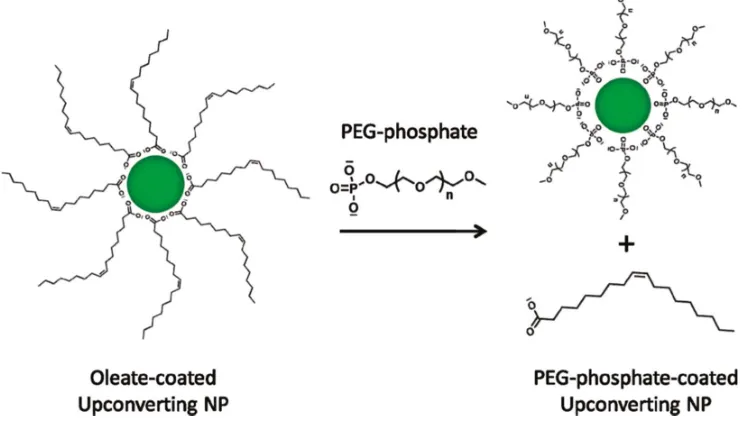Figure 2. Schematic illustration of the ligand exchange process where the original oleate capping ligands on 