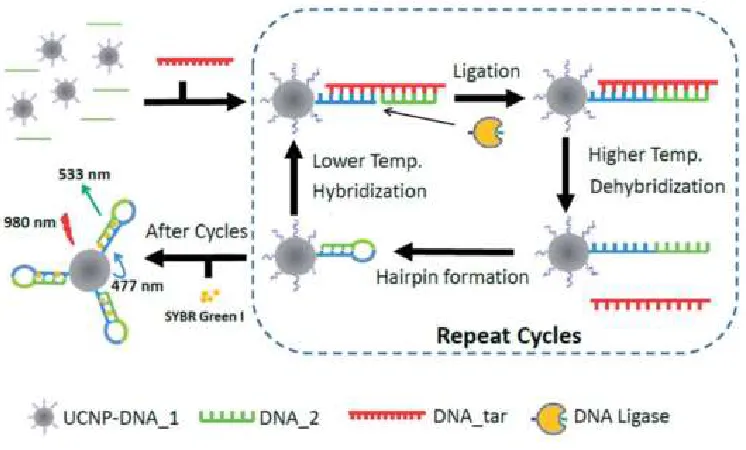 Figure 3. Illustration of the ligase-assisted DNA detection scheme based on UCNPs. For DNA match target, ligation occurs and thermal cycling would increase the number of the hairpin structure formed on the UCNP surface