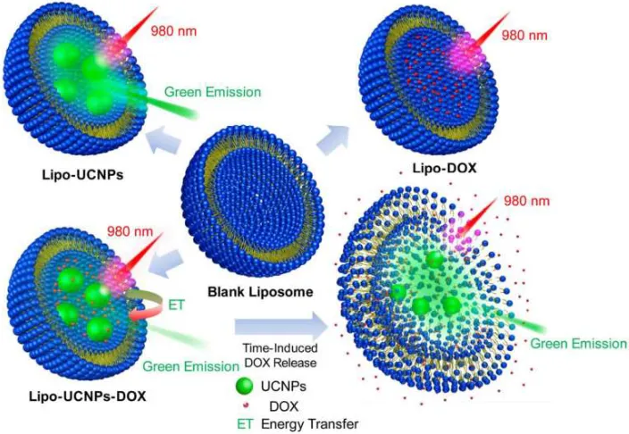 Figure 4. Schematic representation showing the structures of the blank liposome, Lipo-UCNPs, Lipo-DOX and Lipo-UCNPs-DOX