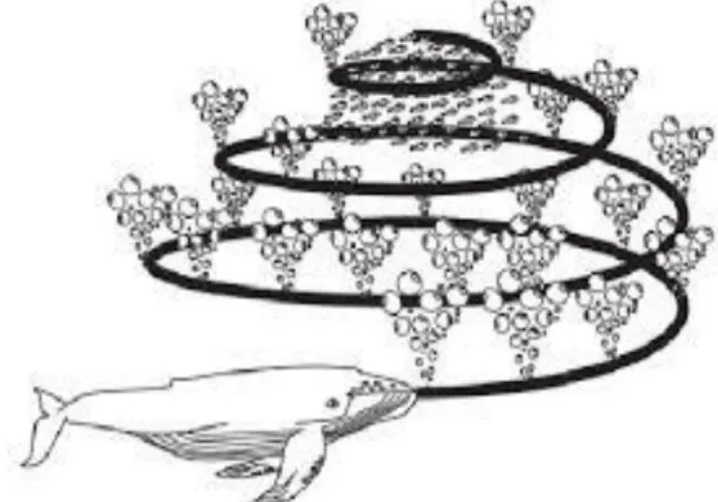 Fig. 4. Bubble-net Feeding of Humpback Whales  The unique hunting maneuver of the Humpback whales  is  used  to  identify  the  target  prey  location