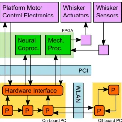 Figure 4: Summary diagram of the WhiskerBot computational model. Not allprocesses are shown, and the details are unimportant, but the ﬁgure illustratesthe diﬀerent types of processing being integrated