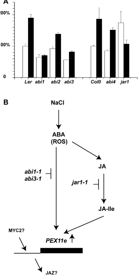 Figure 3. Transciptional response of PEX11e to salt treatmentin wild type and signalling mutant backgrounds