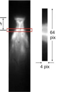 Figure 1.  Image of the atomisation plume during atomisation of Ni-Al, as captured by the high speed video camera, showing the 4 pixel high window used to sample the instantaneous intensity and position of the plume (inset - magnified view through the samp