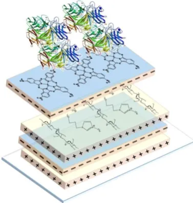 Figure 1. Structure of the [CHI+IL/CuPcS]2-GAO biosensor. 