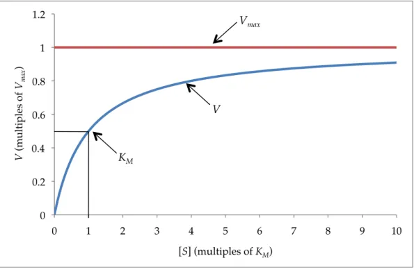 Figure 1.4 – Plot of the Michaelis-Menten equation for enzyme kinetics 0!0.2!0.4!0.6!0.8!1!1.2!0!1!2!3!4!5!6!7!8!9! 10!V (multiples of Vmax)![S] (multiples of KM)!V&#34;Vmax&#34;KM&#34;