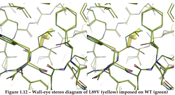 Figure 1.12 – Wall-eye stereo diagram of L89V (yellow) imposed on WT (green) 