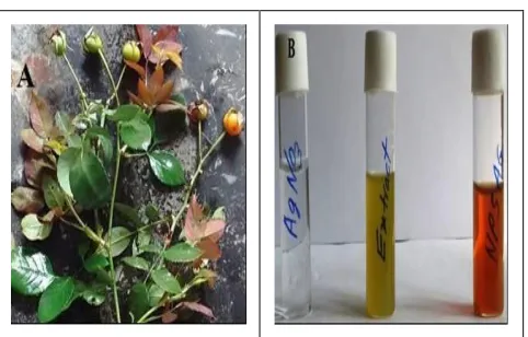 Figure 1: (A).Image of Rosa damascena hips, (B) Changing color intensity from yellow to brown of synthesized silver nanoparticles from extract of Rosa damascena hips 