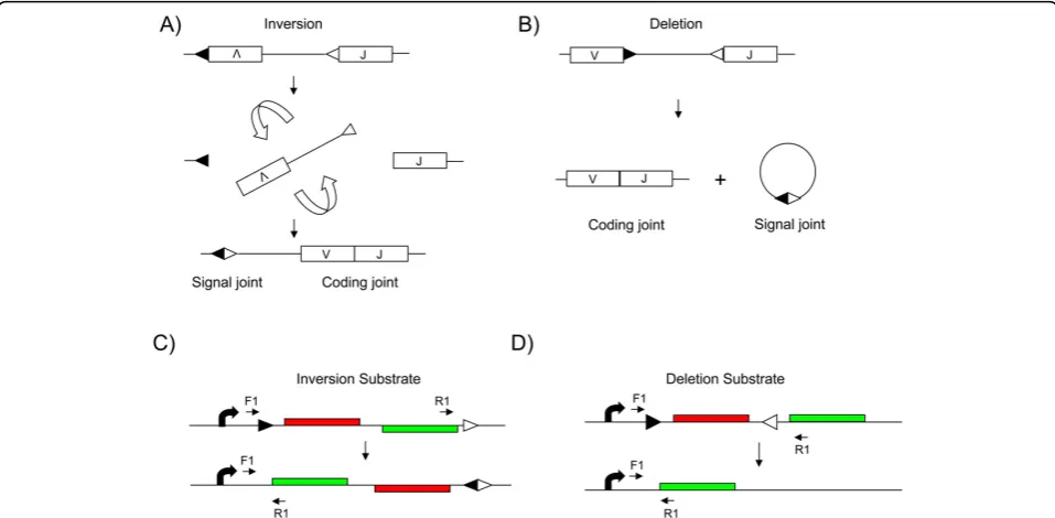 Figure 1 Physiological variable (V), diversity (D) and joining (J) recombination and analogous recombination substrates