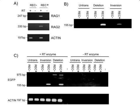 Figure 2 Cell-type specificity of recombinationand WEHI231 B cells (REC-) analysed by reverse transcription polymerase chain reaction (RT-PCR)