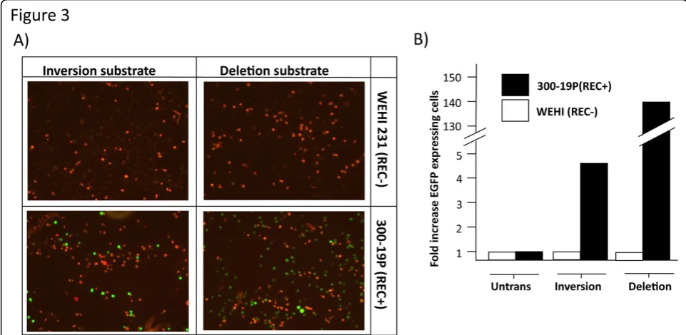 Figure 3 Expression of the recombined substrates. (a) Fluorescence microscopy of EGFP and DsRed expression