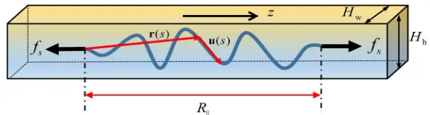 Figure 1.  Schematic of a WLC confined in a tube and stretched by a force. 