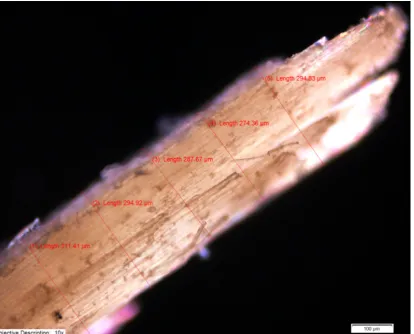 Figure 5. SEM image of fractured section of a bamboo fiber with tentative measurement of diameter