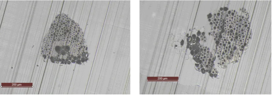 Figure 1. Cross-section of two bamboo fibers randomly extracted from the batch used in the study and imaged by optical microscopy