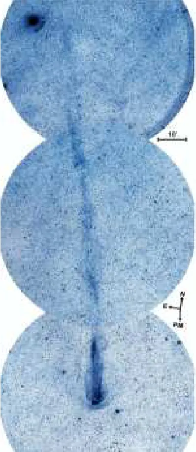Figure 5:An image of the PN Sh 2-68.TheCSPN is indicated between the markers and thearrow indicates the direction of the proper mo-tion; 202 deg ±6 deg East of North Kerber (2002).In the image, North is up and East to the left.The image has been retrieved via Aladin from theDSS2, the “Second Epoch Survey” of the south-ern sky produced by the Anglo-Australian Obser-vatory (AAO) using the UK Schmidt Telescope.