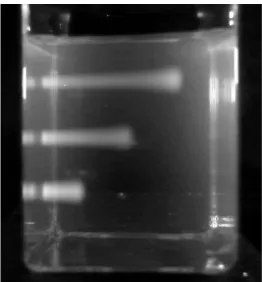 Figure 13. 80 MeV proton beam tracks imaged in a 40x40x40 mm3 RFG gel; attenuated, from top to bottom, by polystyrene sheets 22, 32 and 42 mm thick