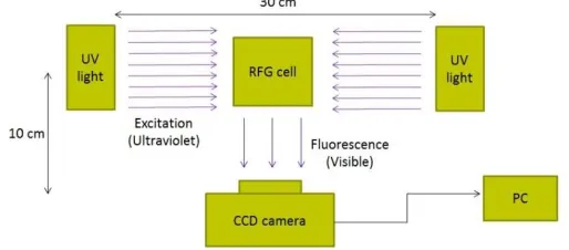 Figure 5. A schematic representation of the set-up used for fluorescence imaging of cells containing an irradiated RFG gel