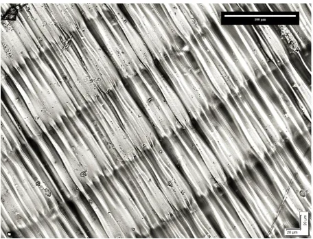 Figure 1. Surface topography of E-Shell 450 clear. Imaging was carried out with Olympus AX70 
