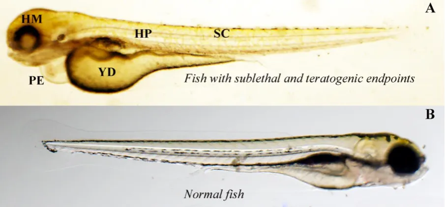 Figure 3. Fish in toxic (A) and control (B) bioassays after 96h. Note the phenotype differences 