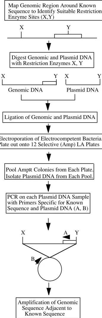 Figure 1. A flow chart outlining the basic steps of the PCR-based protocol to isolate genomic  DNAflanking a known DNA sequence.