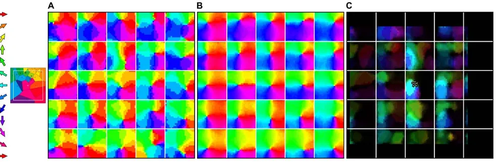 Figure 3. A somatotopically aligned map of whisker deflection direction emerges in each supra-barrel