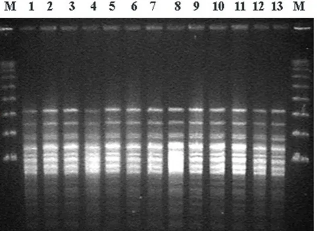 Table 1 .  Multiplex PCR primers of pathogens used in this study. 